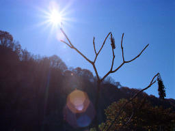 Foto, materiell, befreit, Landschaft, Bild, hat Foto auf Lager,Angezündeter Zweig, Sonne, , , 