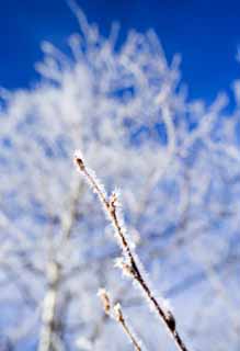 Foto, materiell, befreit, Landschaft, Bild, hat Foto auf Lager,Der Reim auf Bäumen, blauer Himmel, Der Reim auf Bäumen, , weiße Birke