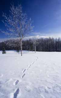 Foto, materiell, befreit, Landschaft, Bild, hat Foto auf Lager,Zur anderen Seite eines schneebedeckten Feldes, blauer Himmel, Fußabdruck, schneebedecktes Feld, Es ist schneebedeckt