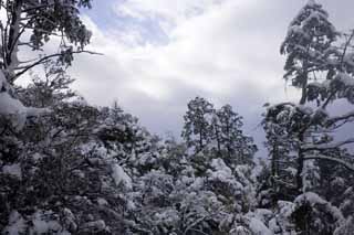 Foto, materiell, befreit, Landschaft, Bild, hat Foto auf Lager,Schneebedeckter Kinkazan, Berg, Färbte Blätter, Es ist leer, Baum