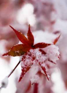 Foto, materiell, befreit, Landschaft, Bild, hat Foto auf Lager,Schnee und rote Blätter, Es ist schneebedeckt, Rot, Ahorn, 