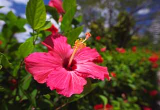 Foto, materiell, befreit, Landschaft, Bild, hat Foto auf Lager,Ein Hibiskus, Hibiskus, Blütenblatt, Tropisch, südliches Land