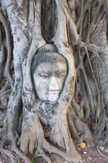 Foto, materiell, befreit, Landschaft, Bild, hat Foto auf Lager,Ein Gehirn von Wat Phra Mahathat von Buddha, Das kulturelle Erbe von Welt, Buddhismus, Gehirn von Buddha, Ayutthaya-Überreste