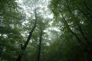 Foto, materiell, befreit, Landschaft, Bild, hat Foto auf Lager,Ruhe des Waldes, wo Nebel fällt, Baum, neblig, Nebel, Handbohrer