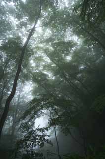 Foto, materiell, befreit, Landschaft, Bild, hat Foto auf Lager,Ruhe des Waldes, wo Nebel fällt, Baum, neblig, Nebel, Handbohrer