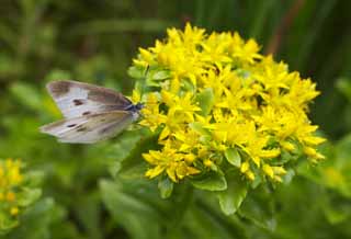 Foto, materiell, befreit, Landschaft, Bild, hat Foto auf Lager,Es ist eine gelbe Blume für einen Kohlkopfschmetterling, Weiß, Kohlkopfschmetterling, Schmetterling, Pieris rapae