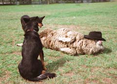 Foto, materiell, befreit, Landschaft, Bild, hat Foto auf Lager,Die Augen verbundenes Schaf, Schaf, Hund, Schäferhund, 