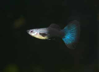 Foto, materiell, befreit, Landschaft, Bild, hat Foto auf Lager,Ein Guppy, Tropischer Fisch, Ein Bewunderungsfisch, Schwarzer, Blau