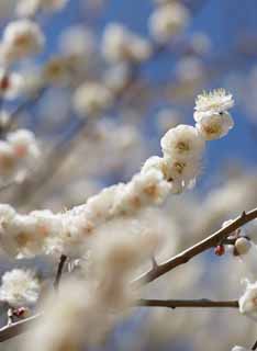 Foto, materiell, befreit, Landschaft, Bild, hat Foto auf Lager,Ein Tanz weißer Pflaume blüht, Blume einer Pflaume, weiße Blume, Zweig, blauer Himmel