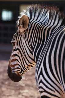 Foto, materiell, befreit, Landschaft, Bild, hat Foto auf Lager,Ein Zebra, Ein Inselpferd, Zebra, , Die Mähne