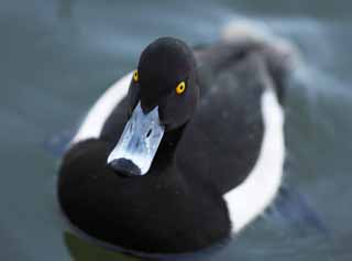 Foto, materiell, befreit, Landschaft, Bild, hat Foto auf Lager,Ein tufted duckt sich, , Ente, , tufted duckt sich