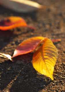 Foto, materiell, befreit, Landschaft, Bild, hat Foto auf Lager,Schein herbstlicher Landschaft, Tote Blätter, Rot, Herbstliche Landschaft, Der Boden