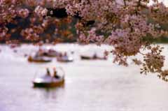 Foto, materiell, befreit, Landschaft, Bild, hat Foto auf Lager,Cherry blüht auf dem Ufer, Kirschenblüte, rosa, Teich, 