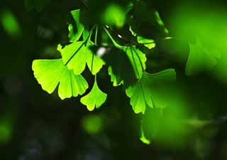 Foto, materiell, befreit, Landschaft, Bild, hat Foto auf Lager,Die junge Erlaubnis des ginkgo, ginkgo, , Jungtiere gehen, 