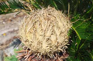 Foto, materiell, befreit, Landschaft, Bild, hat Foto auf Lager,Ein cycad bumst, Cycad, , südliche Landpflanze, 