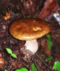 Foto, materiell, befreit, Landschaft, Bild, hat Foto auf Lager,Pummeliger Pilz, braun, Fungus, Erde, 