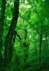 Foto, materiell, befreit, Landschaft, Bild, hat Foto auf Lager,Grün eines Holzes, Baum, Hain, Zweig, 