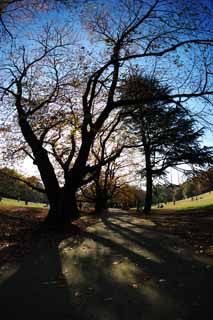 Foto, materiell, befreit, Landschaft, Bild, hat Foto auf Lager,Herbst-Park, Blauer Himmel, Grass, Bäume, Herbst geht