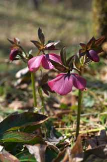 Foto, materiell, befreit, Landschaft, Bild, hat Foto auf Lager,Christmas Rose, Lassen Sie Blumen los, Blütenblatt, HEREBORASU, Ranunculaceae