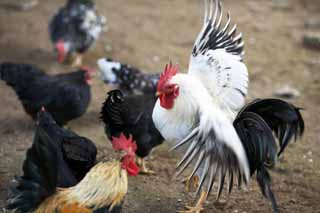 Foto, materiell, befreit, Landschaft, Bild, hat Foto auf Lager,Huhn, NIWATORI, Huhn, , Realgar