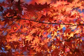 Foto, materiell, befreit, Landschaft, Bild, hat Foto auf Lager,Rot im Spätherbst, Herbst geht, Ahorn, Ahorne, Farbe