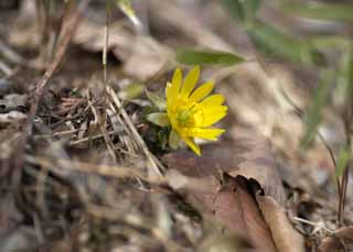 Foto, materiell, befreit, Landschaft, Bild, hat Foto auf Lager,Fernost Amur Adonis, Amur adonis, Gelb, Frühling, Boden