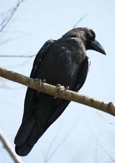 Foto, materiell, befreit, Landschaft, Bild, hat Foto auf Lager,Crow, KARASU, Krähe, Seidig, Rabe