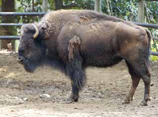 Foto, materiell, befreit, Landschaft, Bild, hat Foto auf Lager,American Bison, Artiodactyla, Büffel, Bison, 