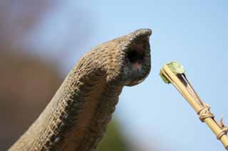 Foto, materiell, befreit, Landschaft, Bild, hat Foto auf Lager,Asian elephantnose, Der Elefant, Elefant, , Lange Nase