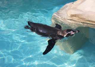 Foto, materiell, befreit, Landschaft, Bild, hat Foto auf Lager,Humboldt-Pinguin, Schreiben Sie Ginga nieder, Pinguin, YOCHIYOCHI-Spaziergang, Bill