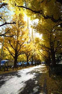 Foto, materiell, befreit, Landschaft, Bild, hat Foto auf Lager,Eine äußere Garten-ginkgo-Reihe von Bäumen, ginkgo, , Gelb, Baum an der Straße