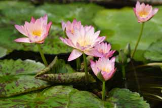 Foto, materiell, befreit, Landschaft, Bild, hat Foto auf Lager,Eine tropische Seerose, , Seerose, , 