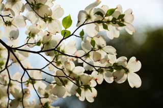 Foto, materiell, befreit, Landschaft, Bild, hat Foto auf Lager,Ein amerikanischer dogwood, Ein amerikanischer dogwood, Blume des Frühlings, Sehen Sie eine Blume an; ein Enthusiast, 