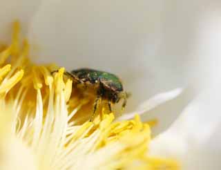 Foto, materiell, befreit, Landschaft, Bild, hat Foto auf Lager,Zapfen Sie chafer an, Käfer, , , Knopf