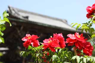 Foto, materiell, befreit, Landschaft, Bild, hat Foto auf Lager,Die Pfingstrose von Hase-dera Temple, Pfingstrose, Knopf, , Mitera der Blume