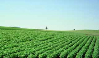 Foto, materiell, befreit, Landschaft, Bild, hat Foto auf Lager,Das Stehen in den legten, Baum, Feld, grün, blauer Himmel