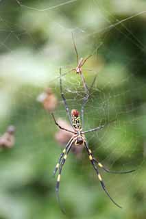 Foto, materiell, befreit, Landschaft, Bild, hat Foto auf Lager,Ein paar die Seidenspinne, Spinne, , , Spinngewebe