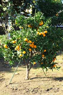 Foto, materiell, befreit, Landschaft, Bild, hat Foto auf Lager,Eine Mandarinenorange, Frucht, , Mandarinenorange, kotatsu