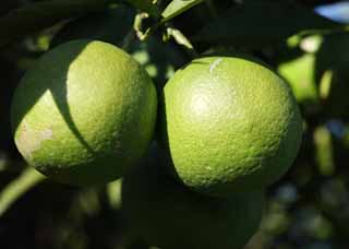 Foto, materiell, befreit, Landschaft, Bild, hat Foto auf Lager,Eine blaue Mandarinenorange, Frucht, , Mandarinenorange, Zitrusfrüchtesystem