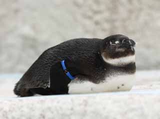 Foto, materiell, befreit, Landschaft, Bild, hat Foto auf Lager,Ein Umhangspinguin, , Pinguin, Südafrika, Feder