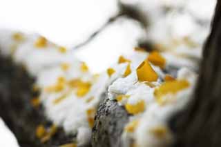 Foto, materiell, befreit, Landschaft, Bild, hat Foto auf Lager,Es ist ein ginkgo in Schnee, Färbte Blätter, ginkgo, Gelb, Der Schnee