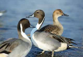 Foto, materiell, befreit, Landschaft, Bild, hat Foto auf Lager,Eine Nadel-geschwänzte Ente, Ente, , Wasservogel, Liebenswürdigkeit