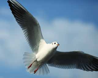 Foto, materiell, befreit, Landschaft, Bild, hat Foto auf Lager,Der Flug des Austernvogels, Möwe, , , Liebenswürdigkeit