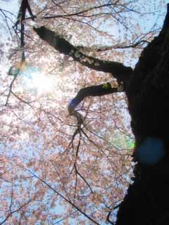 Foto, materiell, befreit, Landschaft, Bild, hat Foto auf Lager,Baldachin der Blüten, Kirschenblüte, rosa, blauer Himmel, Zweig