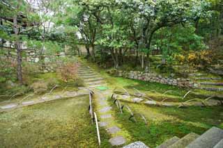 Foto, materiell, befreit, Landschaft, Bild, hat Foto auf Lager,Ninna-ji Temple-Seele Akira, Moos, steinigen Sie Treppe, Der Bürgersteig, Spaziergang