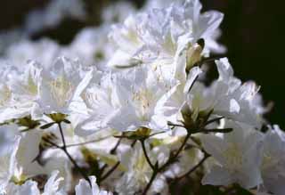 Foto, materiell, befreit, Landschaft, Bild, hat Foto auf Lager,Weiße Azaleenblumen, Azalee, weiß, , 