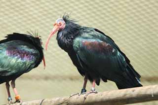 Foto, materiell, befreit, Landschaft, Bild, hat Foto auf Lager,Ein grauhaariger Flaggenschmuck japanischer crested-Ibis, Liste von roten, Waldrapp, Die Krähe des Waldes, Kahlheit