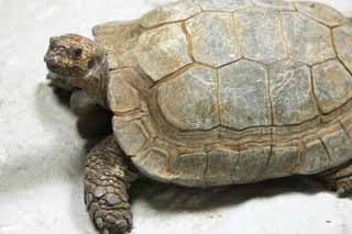 Foto, materiell, befreit, Landschaft, Bild, hat Foto auf Lager,Asiatisch forsten Sie Schildkröte, Schildkröte, Landen Sie Schildkröte, Muschel, 