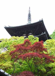 Foto, materiell, befreit, Landschaft, Bild, hat Foto auf Lager,Drei Falten des Taima-Tempels Türme, Färbte Blätter, Japanisches Gebäude, dreifacher Turm, Buddhismus-Architektur