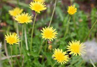 Foto, materiell, befreit, Landschaft, Bild, hat Foto auf Lager,Ein Löwenzahn, Löwenzahn, , Dan Delaware Ion, coltsfoot snakeroot-Löwenzahn